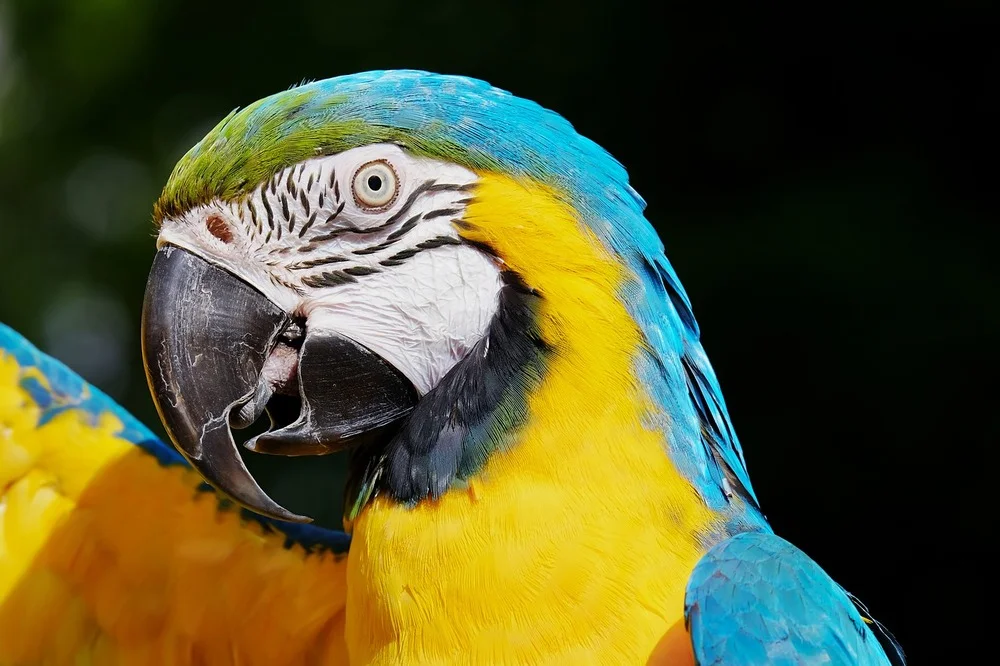 Parrot & Bird Care